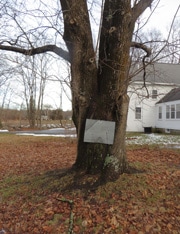 Peace Tree, planted 1915