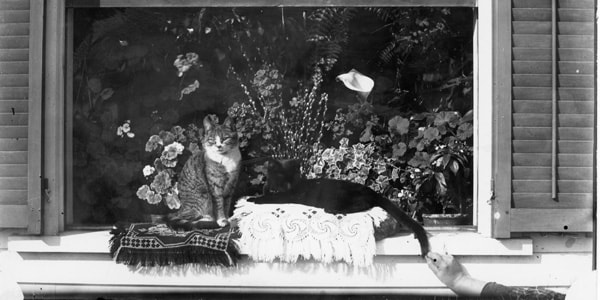 Cats in glass plate photo