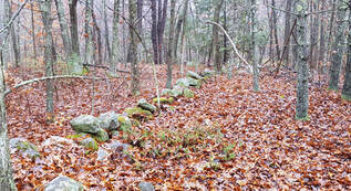 Stone Wall in Forest